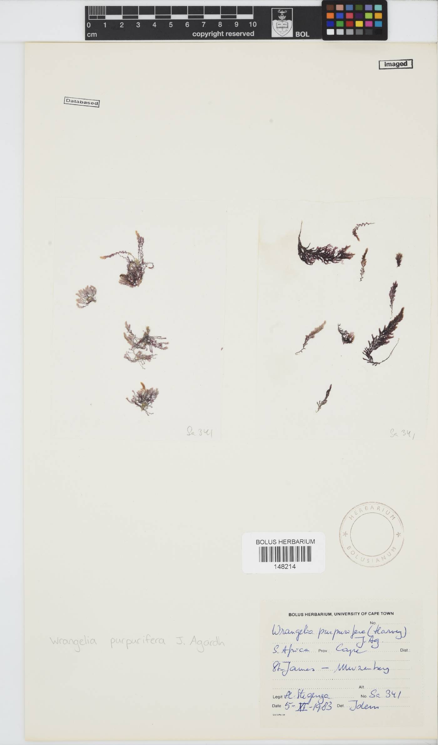 Wrangelia purpurifera image