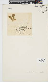 Wrangelia purpurifera image
