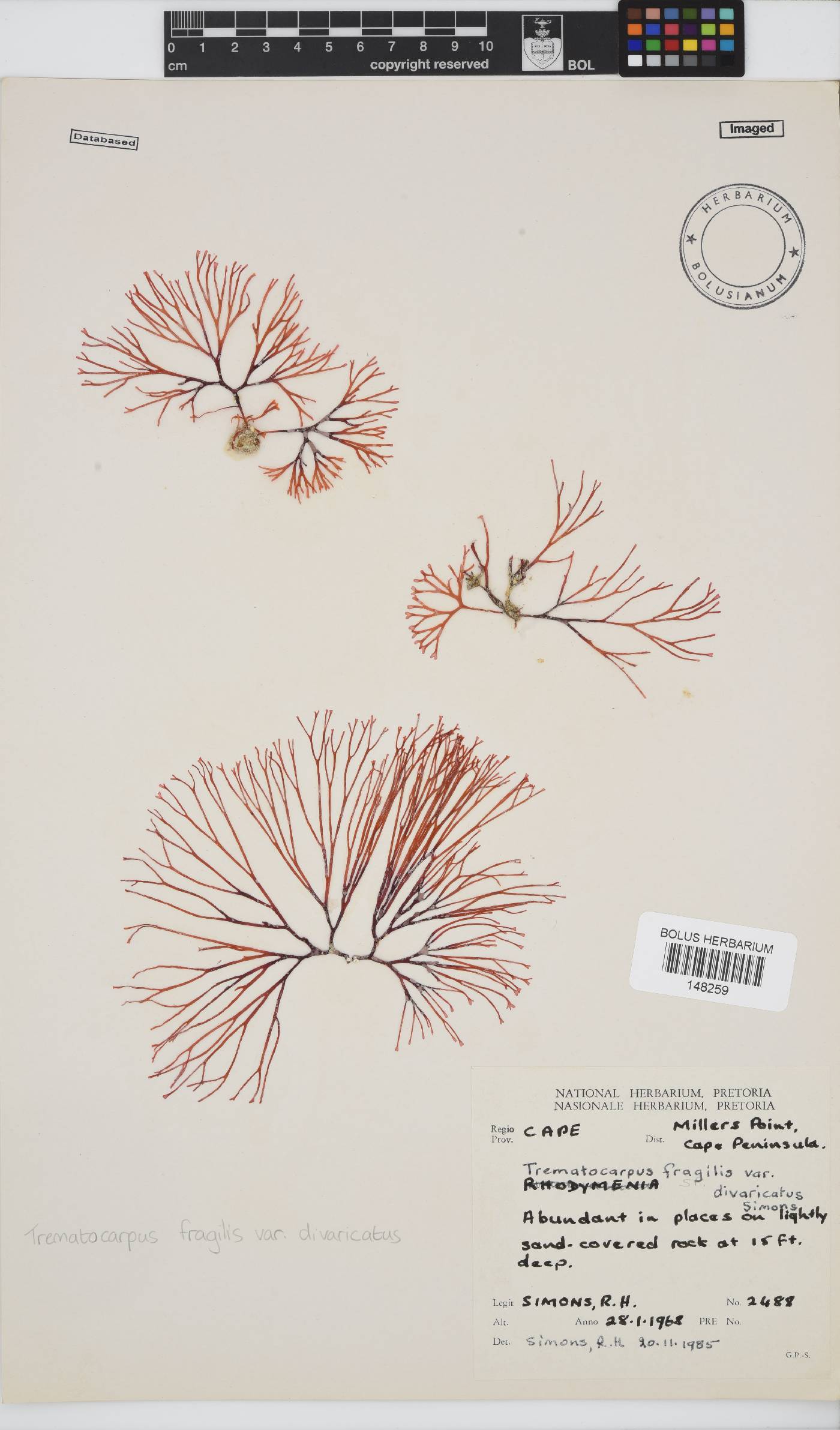 Trematocarpus fragilis image