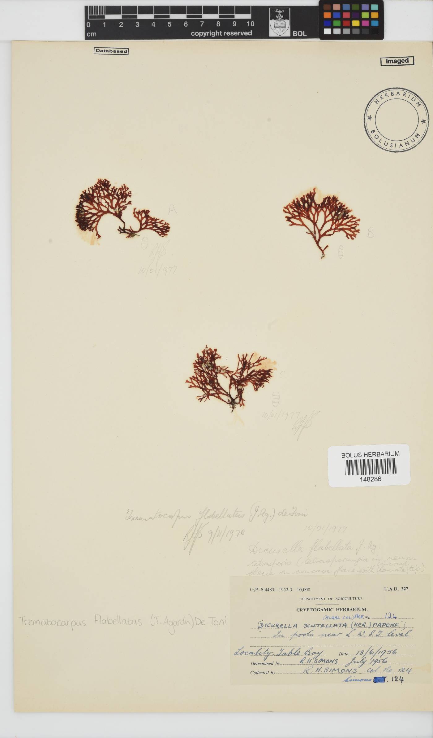 Trematocarpus flabellatus image