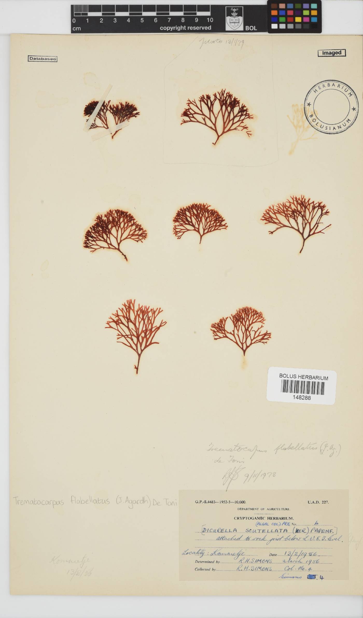 Trematocarpus flabellatus image