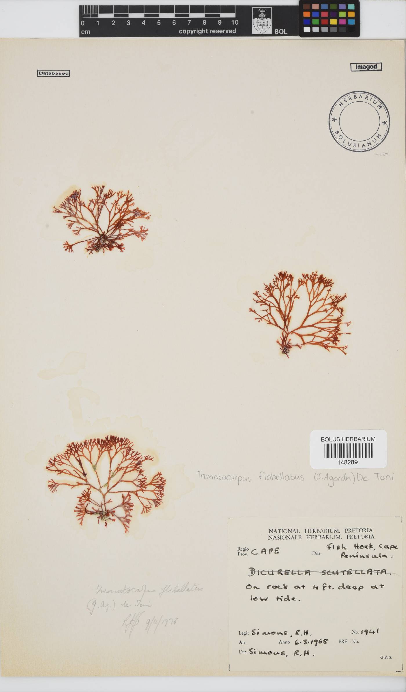 Trematocarpus flabellatus image