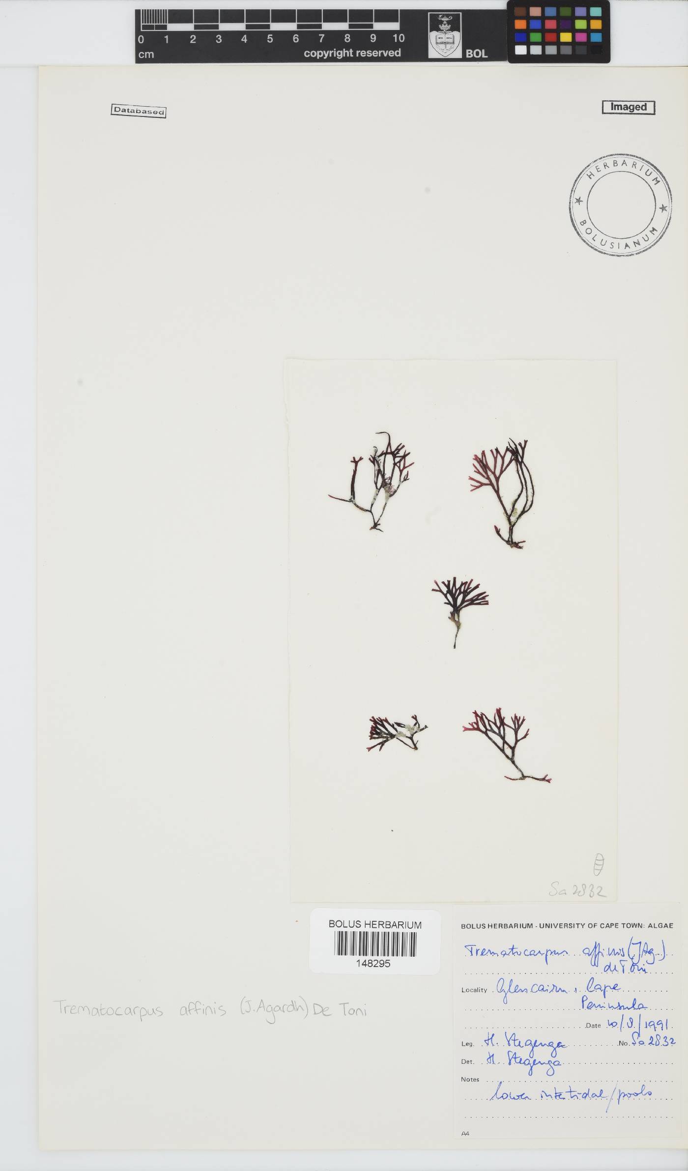 Trematocarpus affinis image