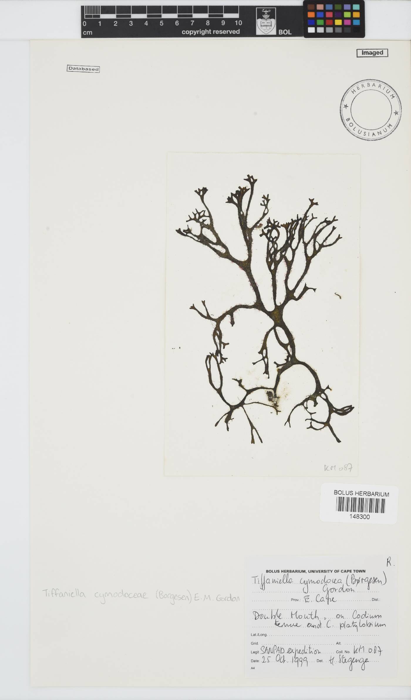 Tiffaniella cymodoceae image