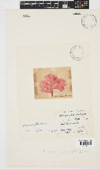Thamnophyllis discigera image