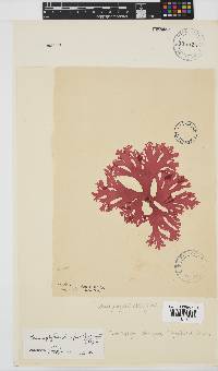 Thamnophyllis discigera image