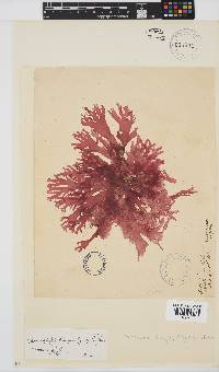 Thamnophyllis discigera image