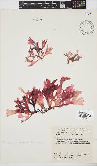 Thamnophyllis pocockiae image