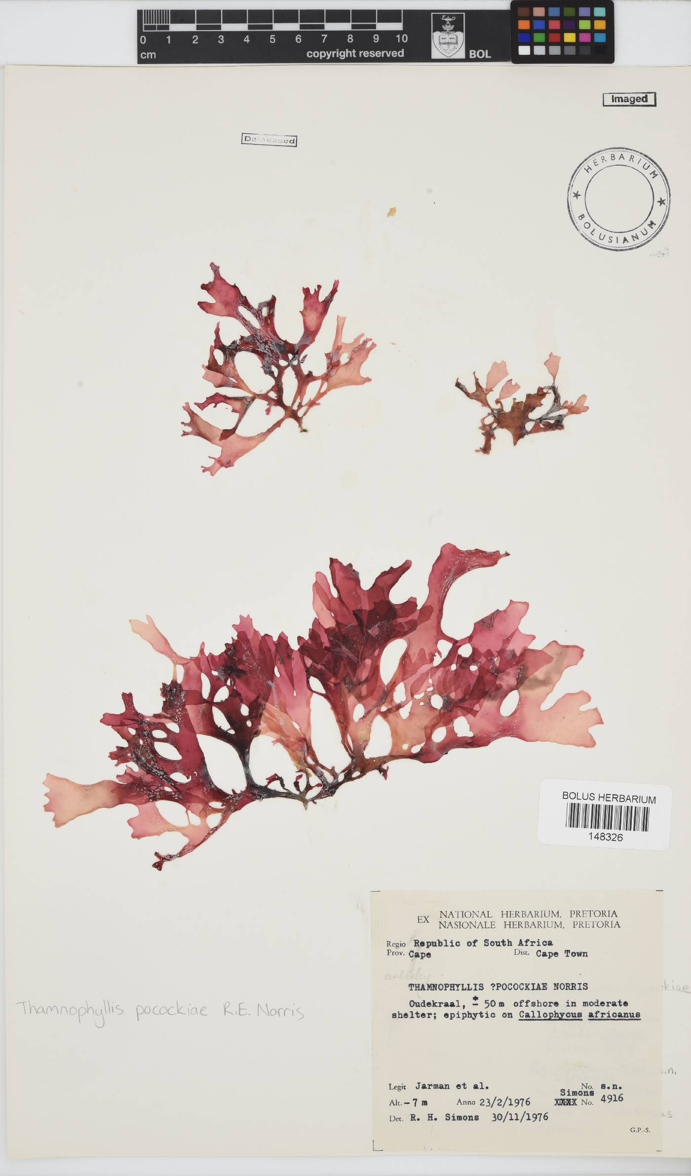 Thamnophyllis pocockiae image