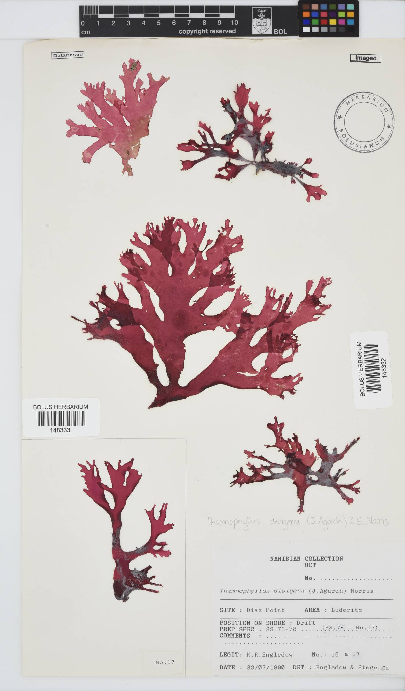 Thamnophyllis discigera image