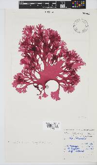 Thamnophyllis discigera image