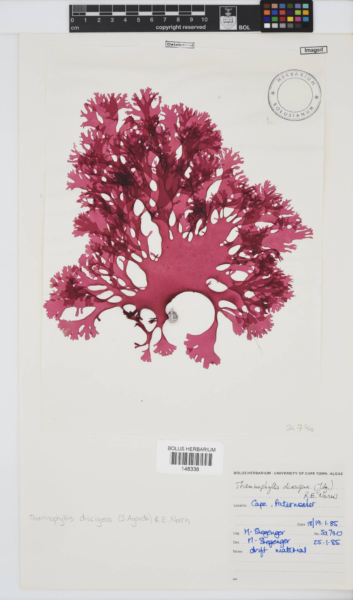 Thamnophyllis discigera image