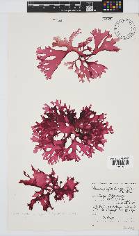 Thamnophyllis discigera image