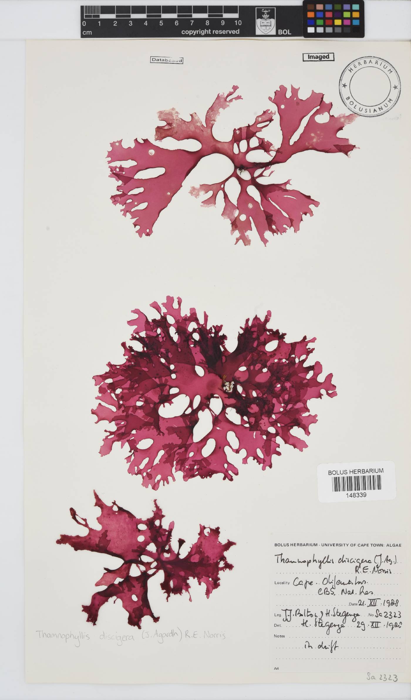 Thamnophyllis discigera image