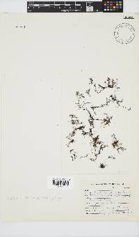 Tayloriella tenebrosa image