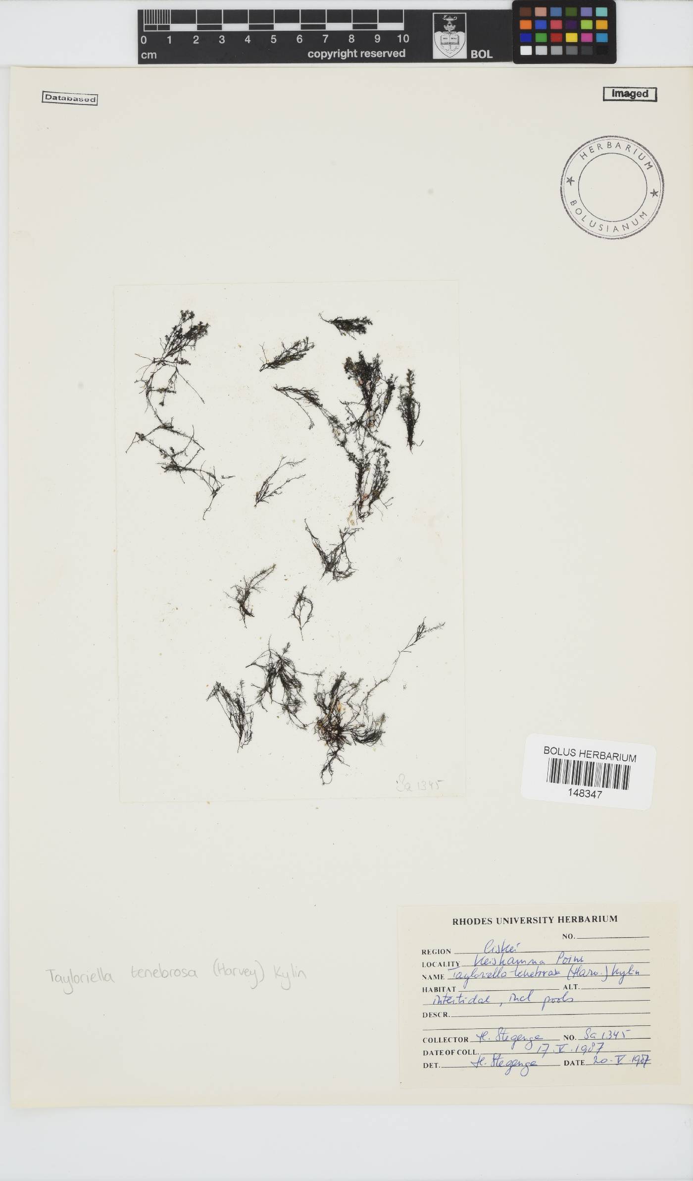 Tayloriella image