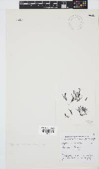 Tayloriella tenebrosa image