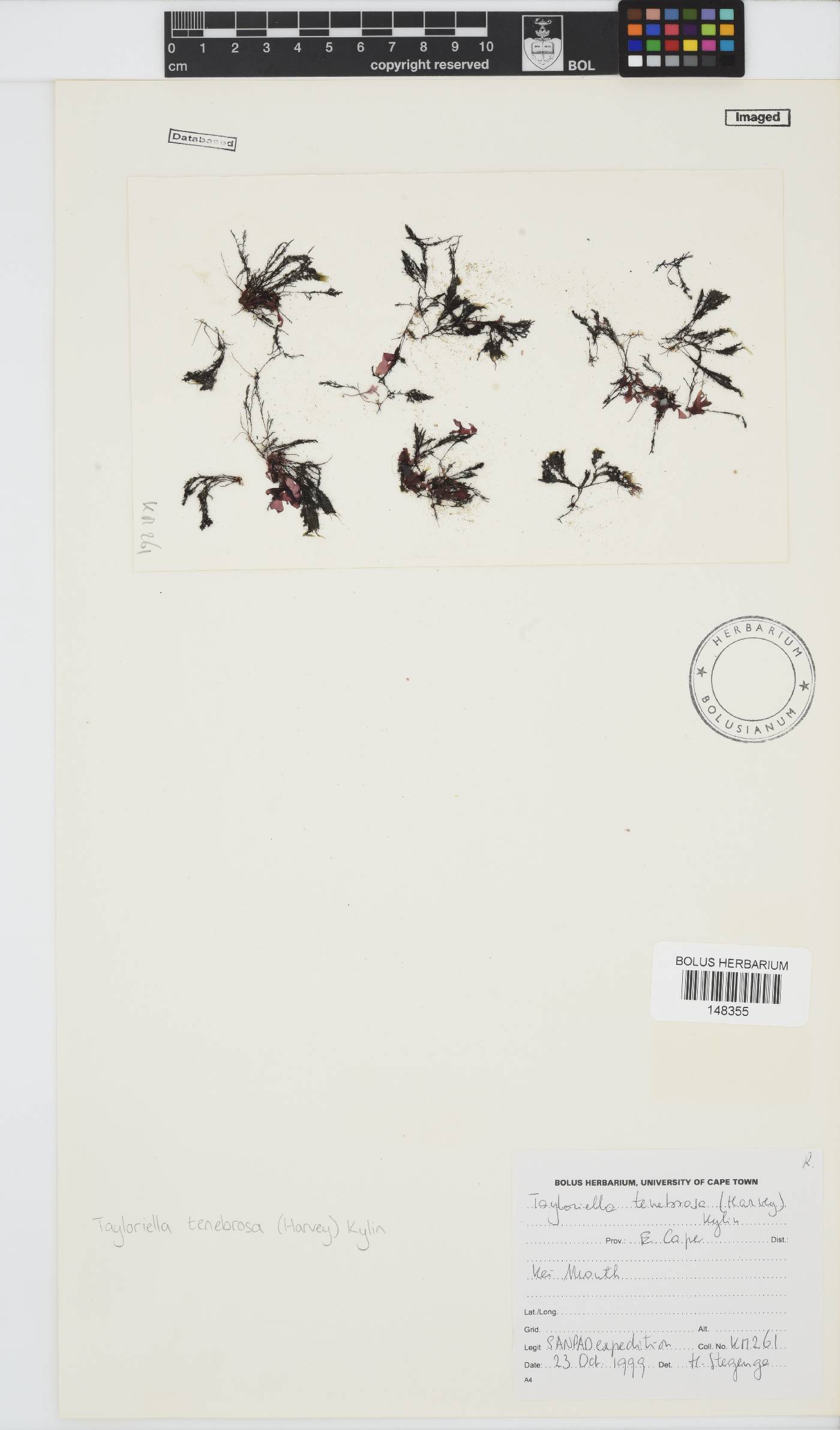 Tayloriella image