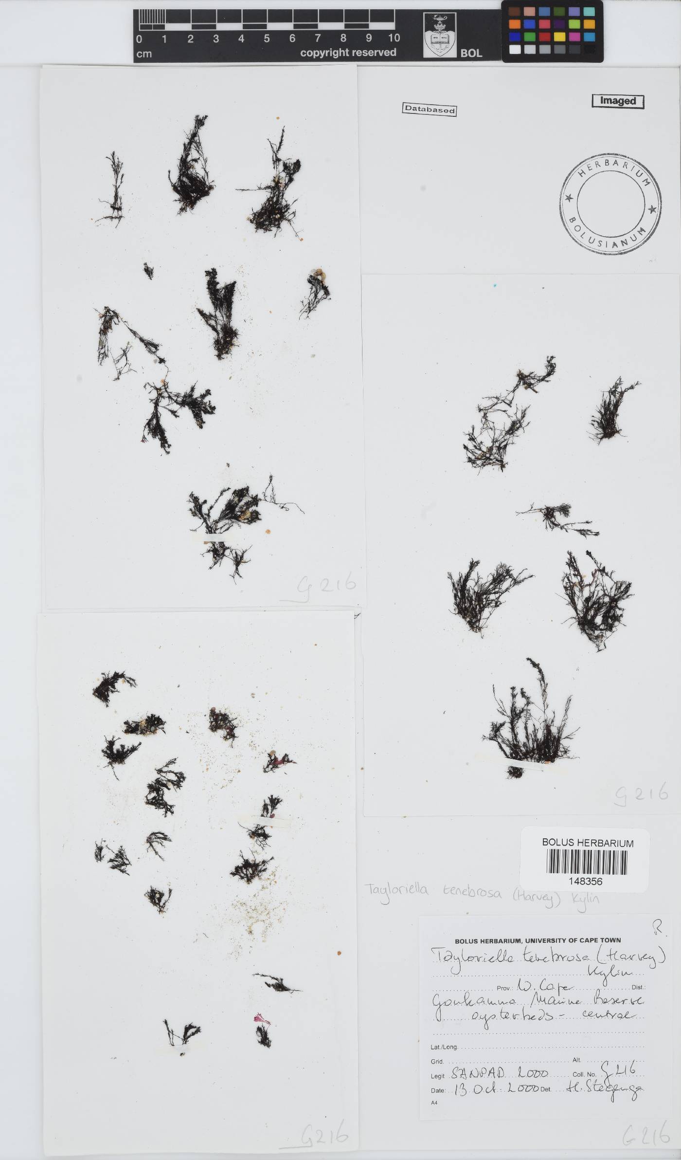 Tayloriella image