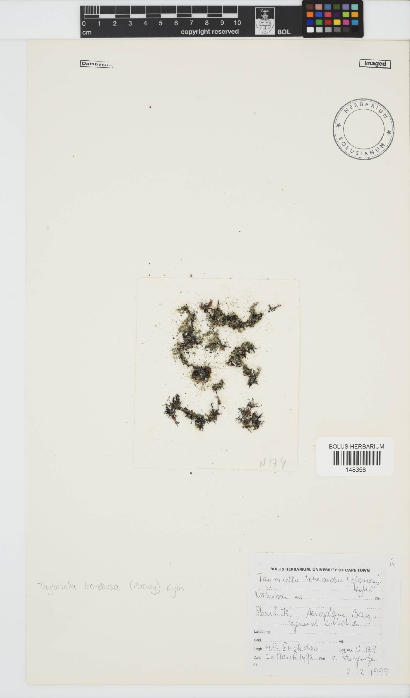 Tayloriella image