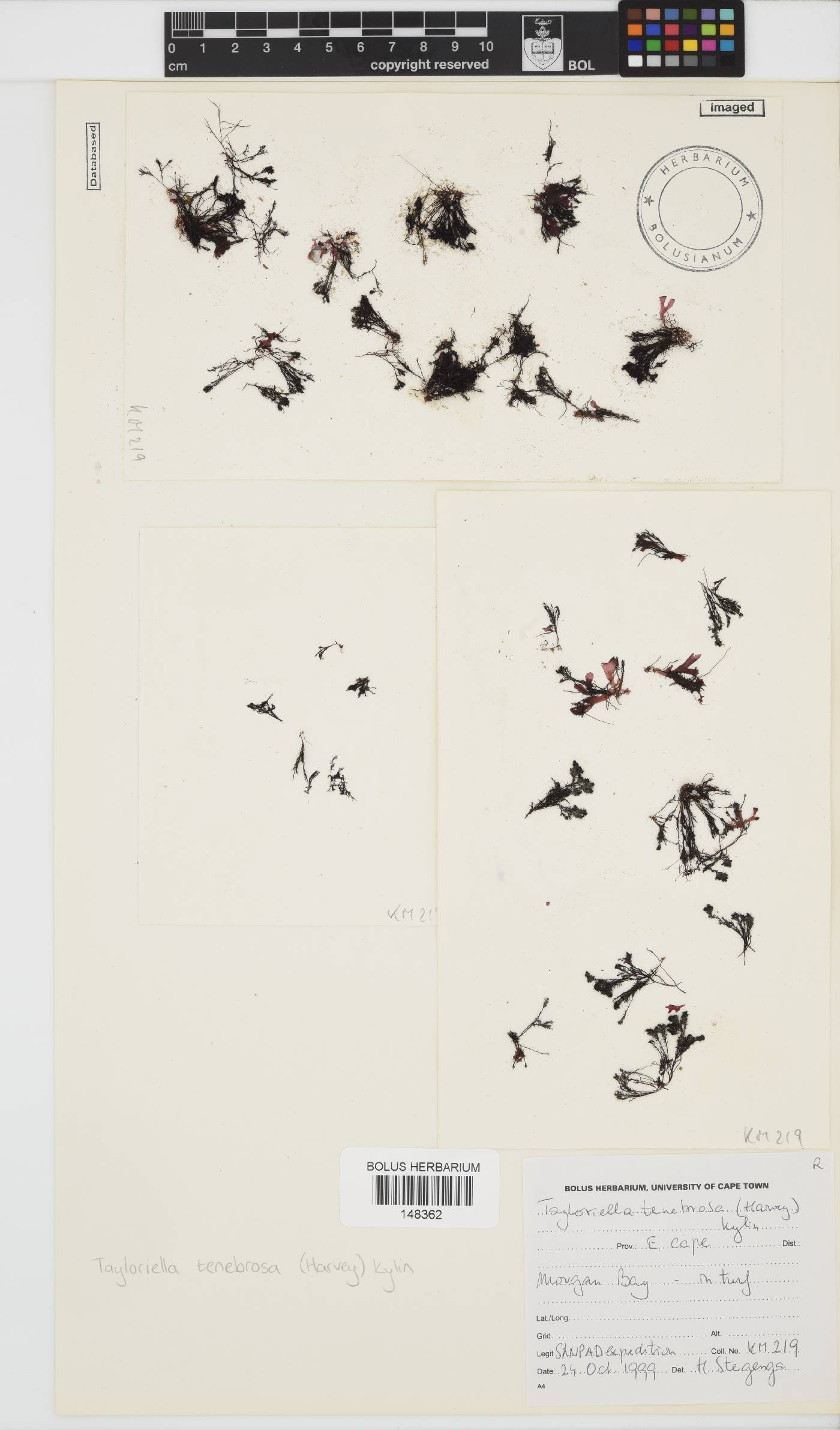 Tayloriella tenebrosa image