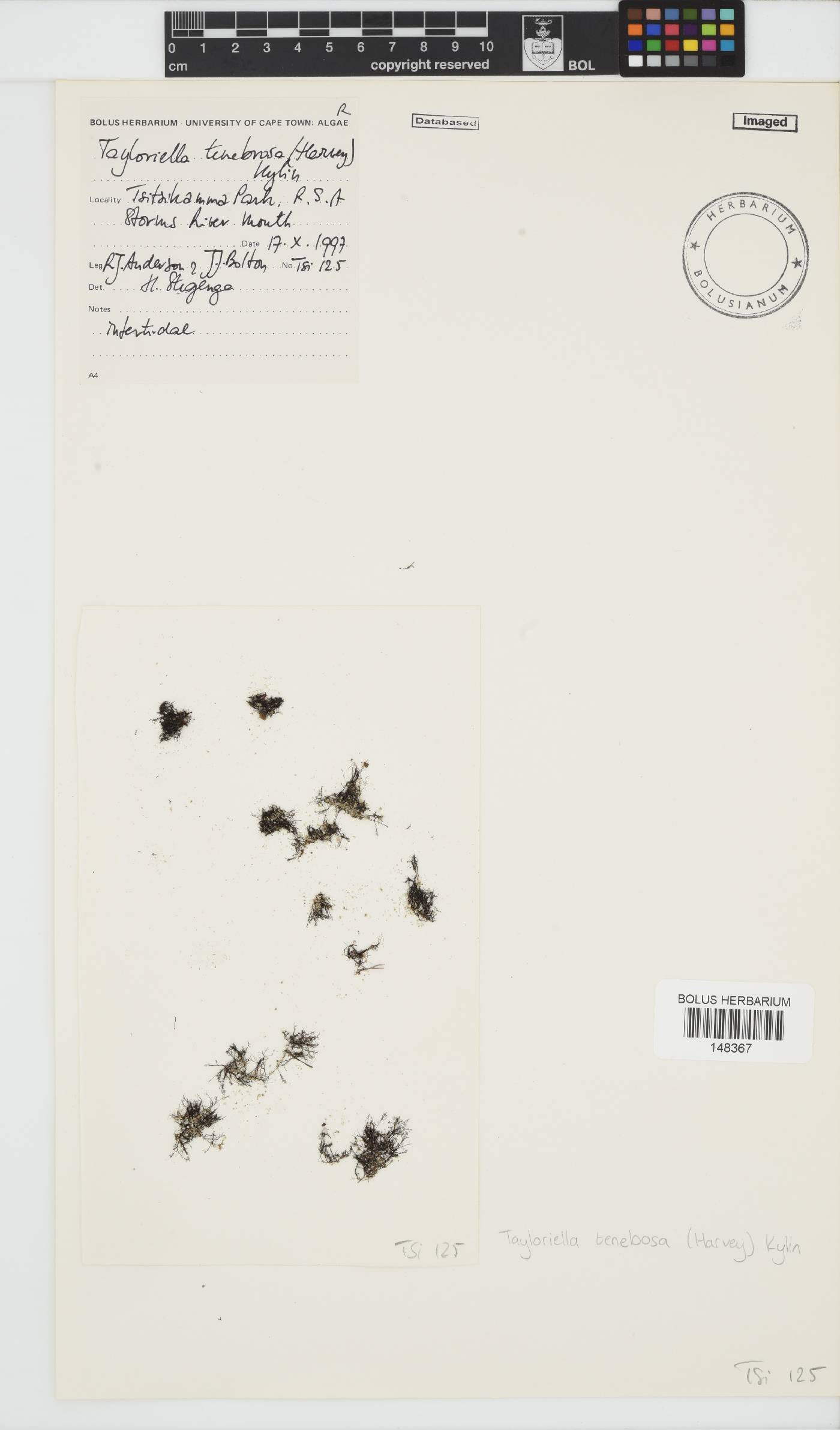 Tayloriella tenebrosa image