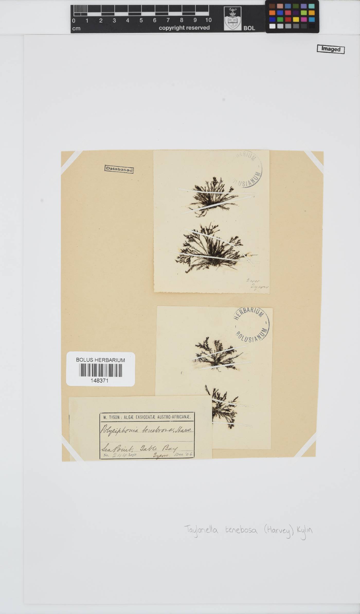 Tayloriella tenebrosa image