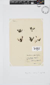 Tayloriella tenebrosa image