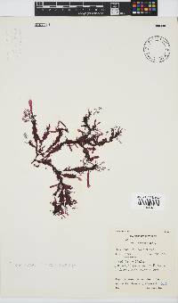 Gelidium vittatum image