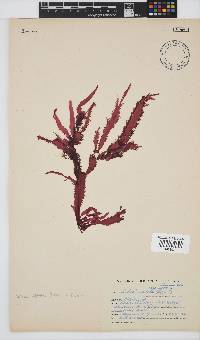 Gelidium vittatum image