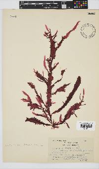 Gelidium vittatum image