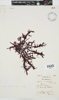 Gelidium vittatum image