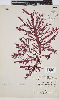 Gelidium vittatum image
