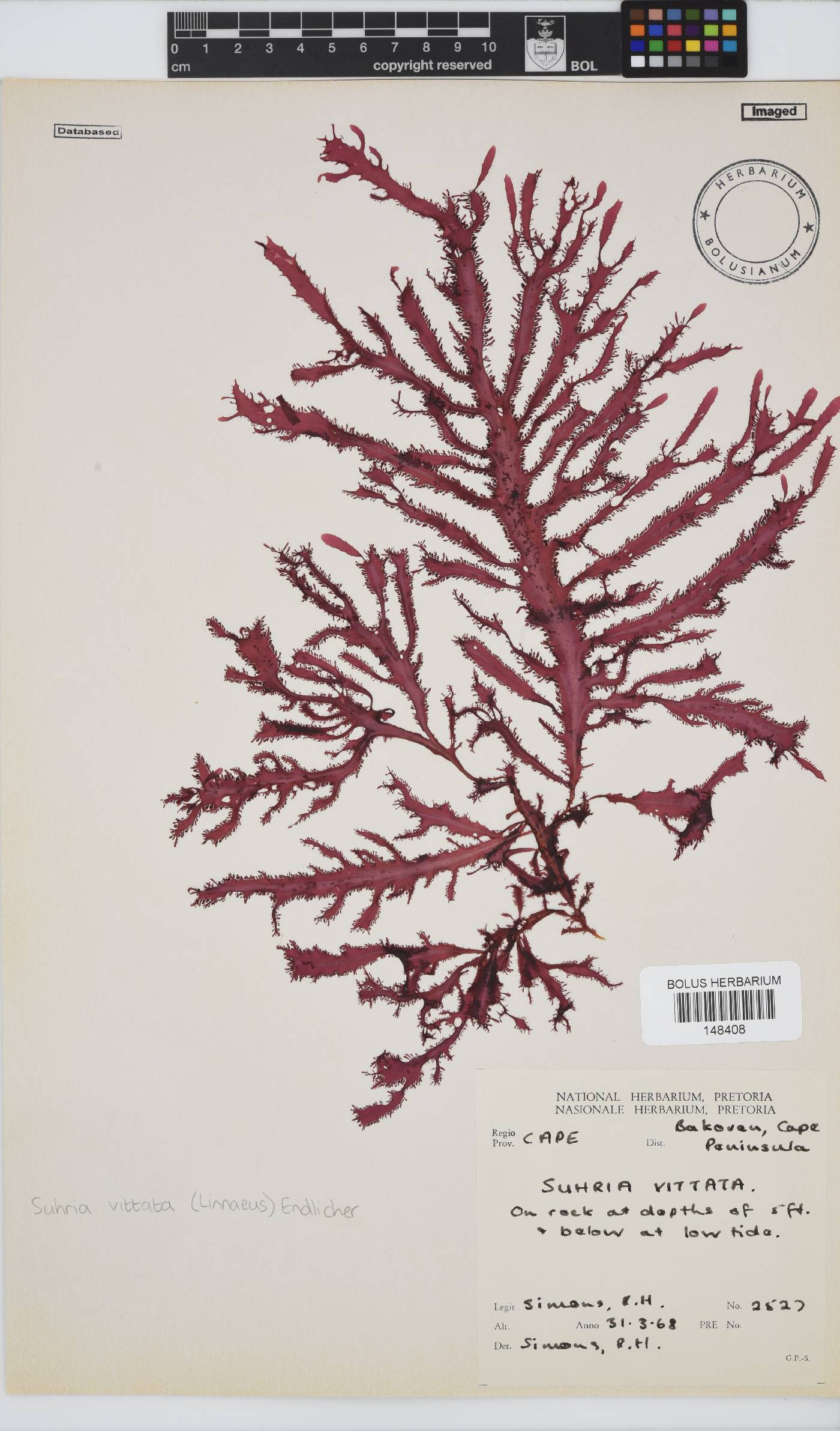 Gelidium vittatum image