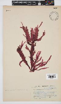 Gelidium vittatum image