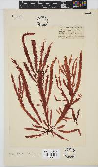 Gelidium vittatum image