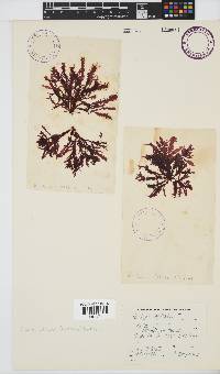Gelidium vittatum image