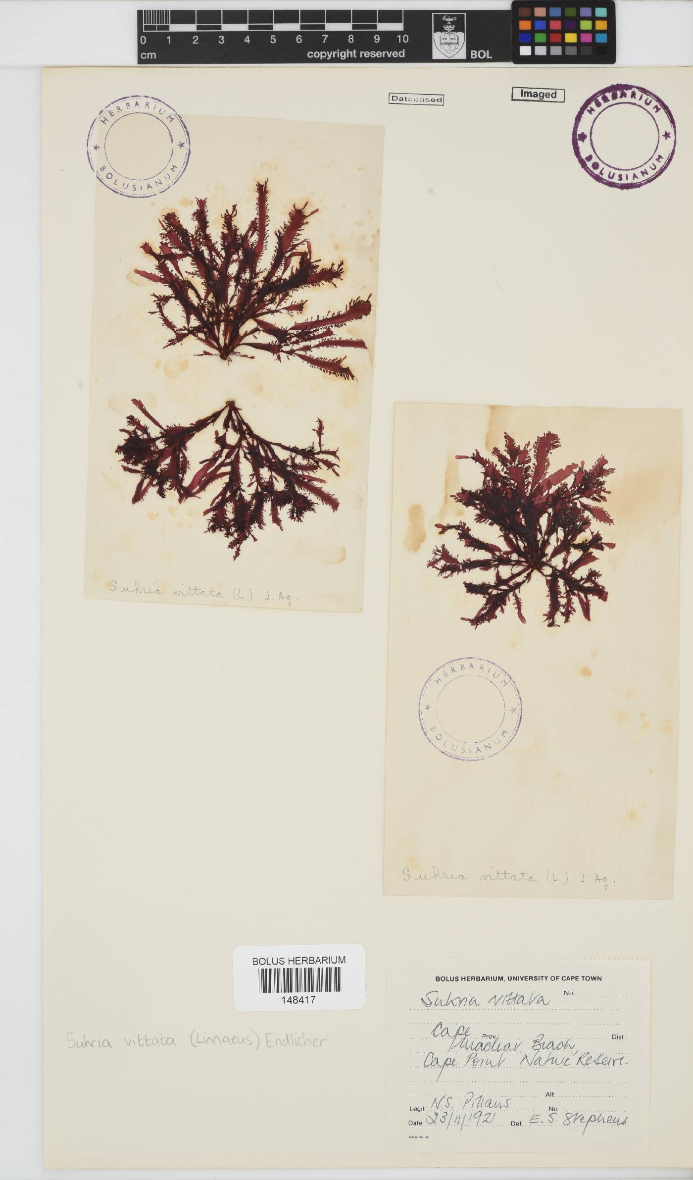 Gelidium vittatum image
