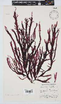 Gelidium vittatum image