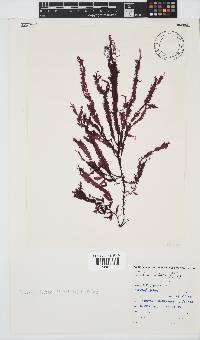 Gelidium vittatum image
