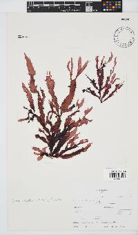 Gelidium vittatum image