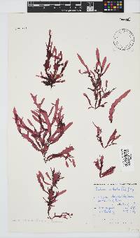 Gelidium vittatum image