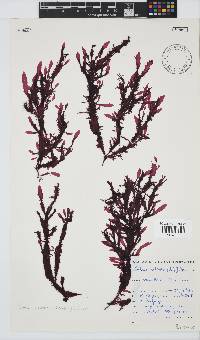 Gelidium vittatum image