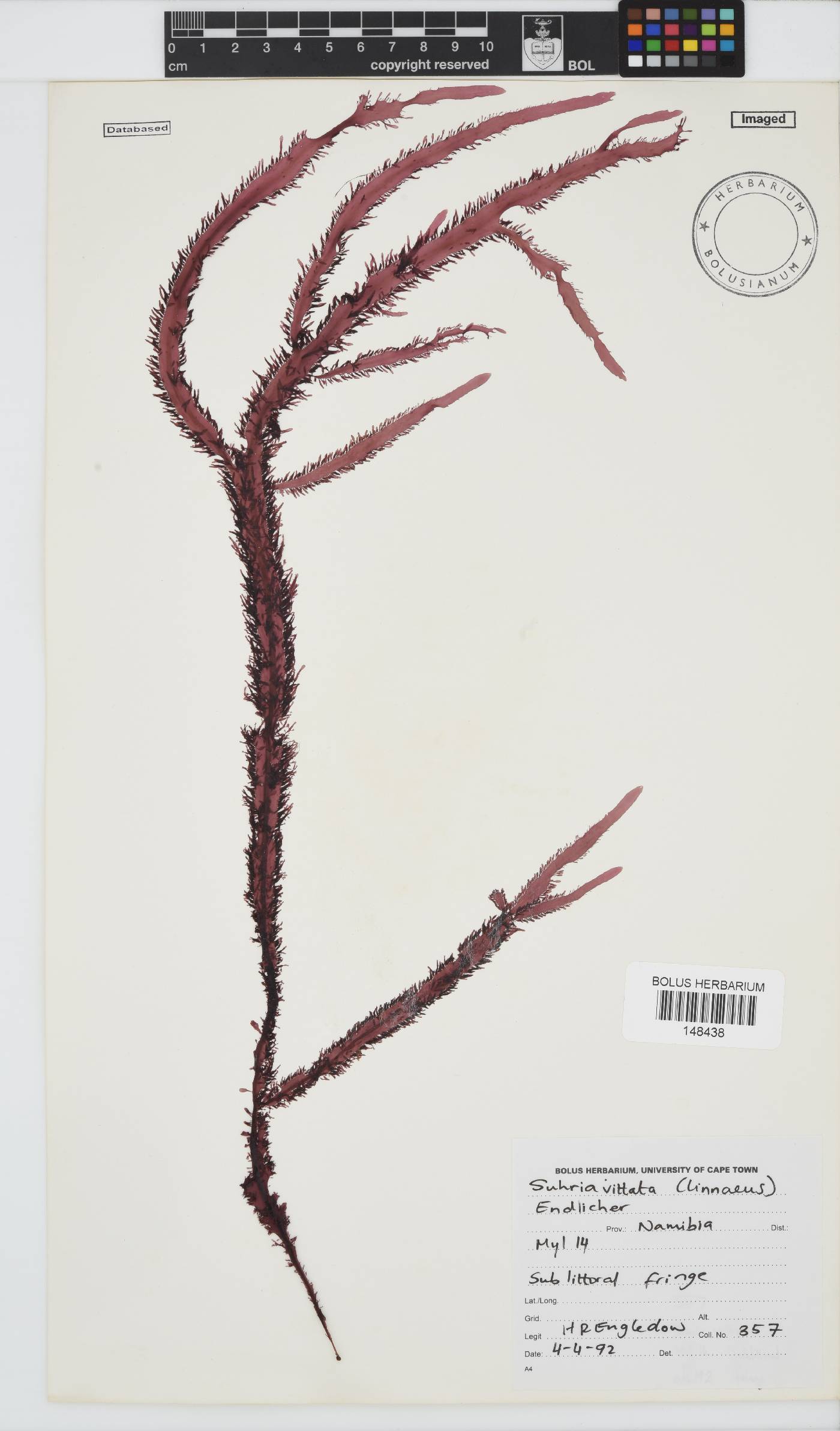 Gelidium vittatum image