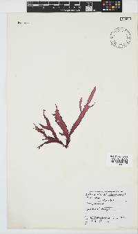 Gelidium vittatum image