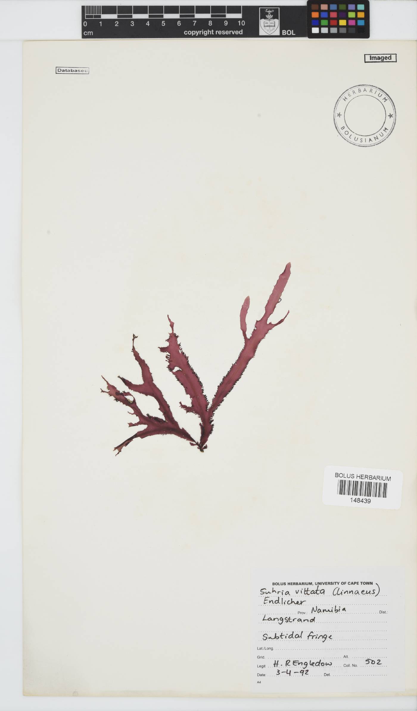 Gelidium vittatum image