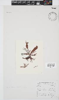 Gelidium vittatum image