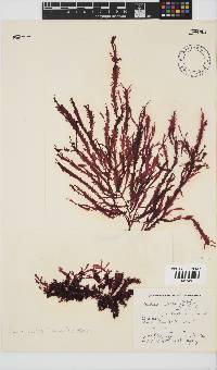 Gelidium vittatum image