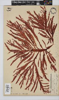 Gelidium vittatum image