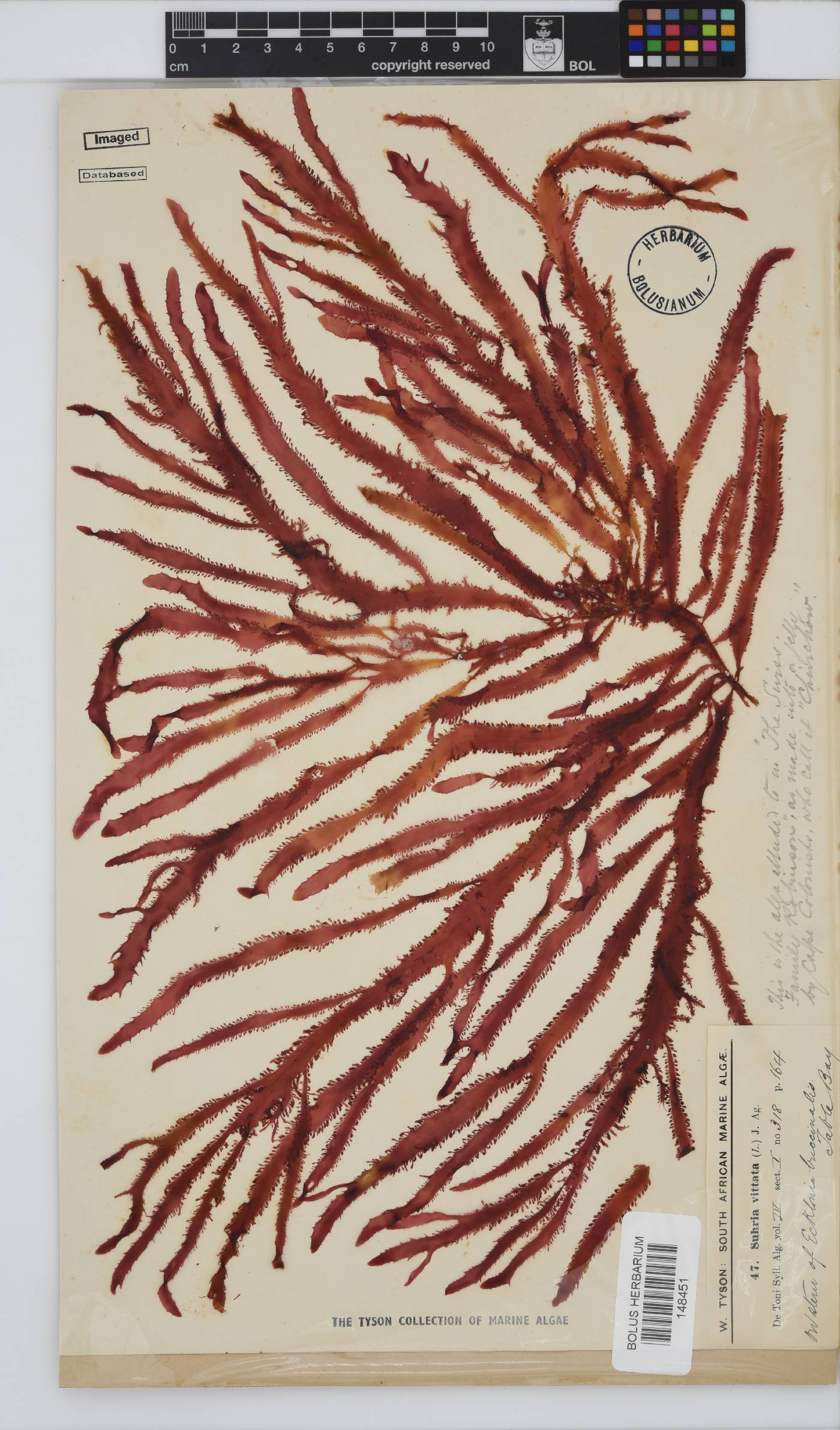 Gelidium vittatum image